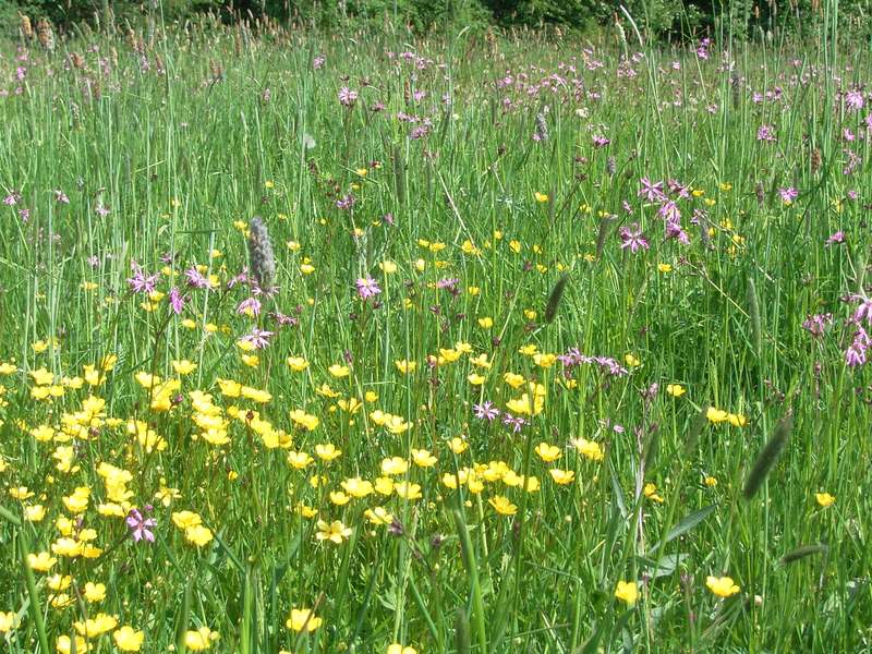 Lokation: Deutschland | Niedersachsen | Hitzacker Hitzacker | Laake Kategorien: Datum: 11.05.2008