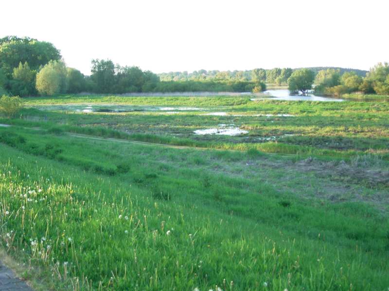 Lokation: Deutschland | Niedersachsen | Damnatz Damnatz | Damnatz Kategorien: Datum: 11.05.2008