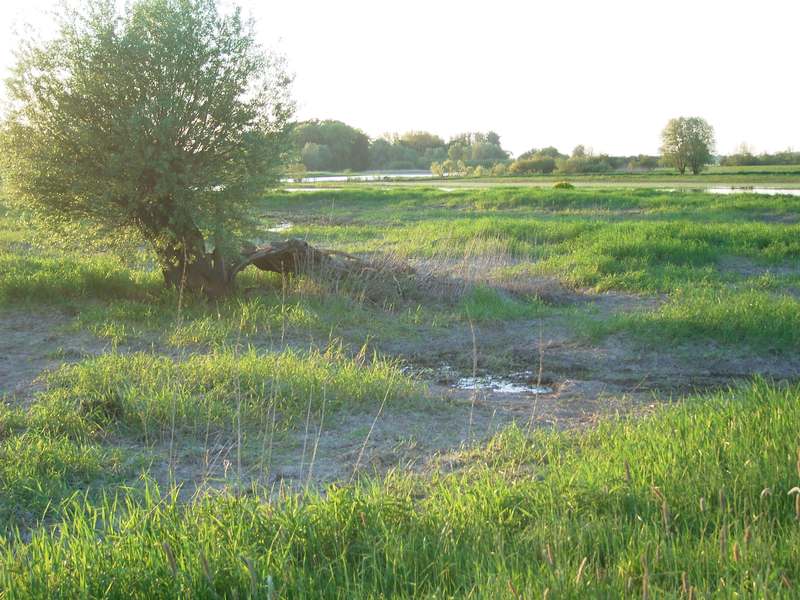 Lokation: Deutschland | Niedersachsen | Damnatz Damnatz | Damnatz Kategorien: Datum: 11.05.2008