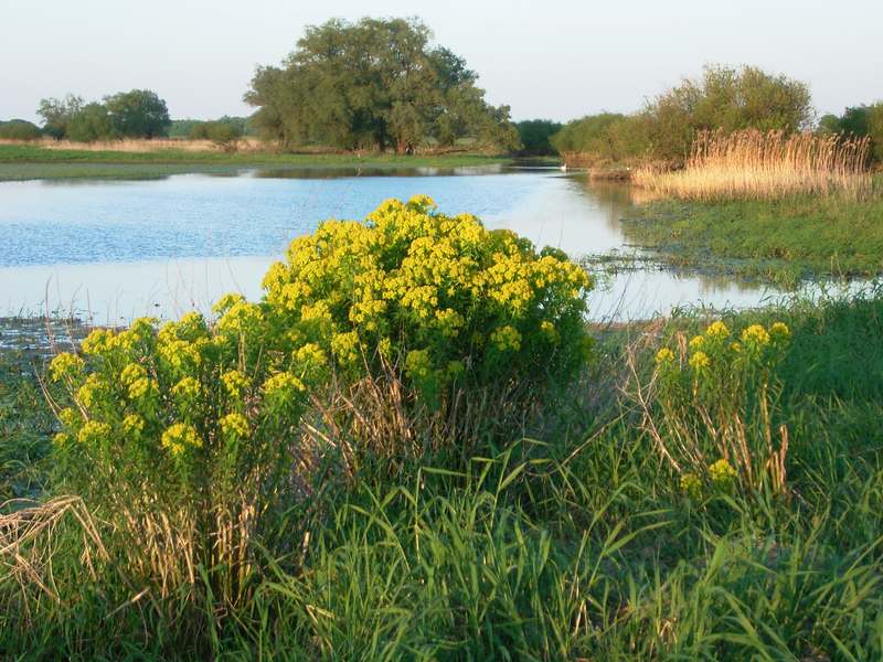 Euphorbia palustris, Lokation: Deutschland | Niedersachsen | Damnatz Damnatz | Damnatz Kategorien: Datum: 11.05.2008