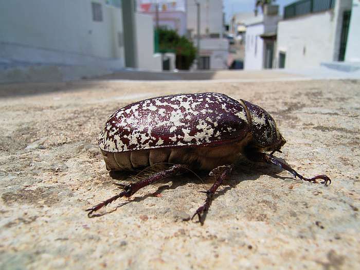 Lokation: Menorca Kategorien: Dorf, Käfer, Datum: 21.06.2004