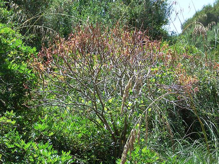 Lokation: Menorca Kategorien: Habitus, Datum: 23.06.2004