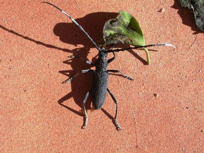 Lokation: Menorca Kategorien: Käfer, Datum: 23.06.2004