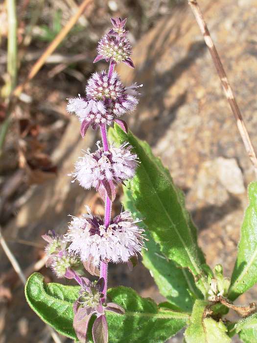 Lokation: Menorca Kategorien: Blüte, Datum: 24.06.2004