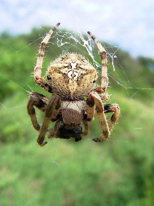 Lokation: Menorca Kategorien: Spinnen, Datum: 24.06.2004