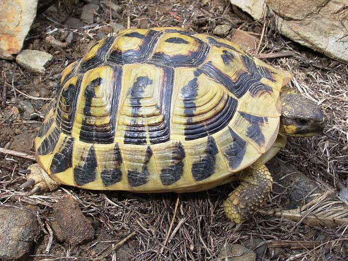 Lokation: Menorca Kategorien: Tiere, Datum: 24.06.2004