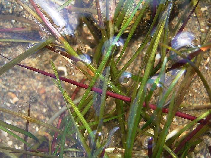 Lokation: Menorca Kategorien: Blatt, Datum: 24.06.2004