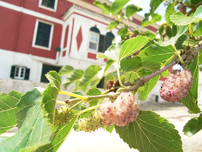 Lokation: Menorca Kategorien: Früchte, Datum: 25.06.2004