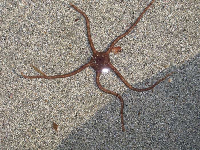 Lokation: Menorca Kategorien: Meer, Tiere, Datum: 25.06.2004