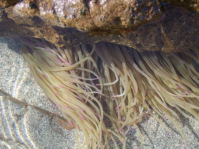 Lokation: Menorca Kategorien: Meer, Tiere, Datum: 25.06.2004