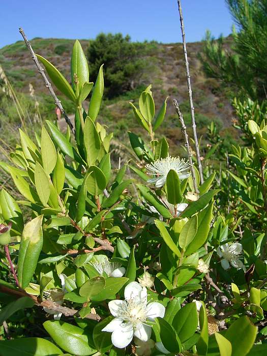 Lokation: Menorca Kategorien: Habitus, Datum: 27.06.2004