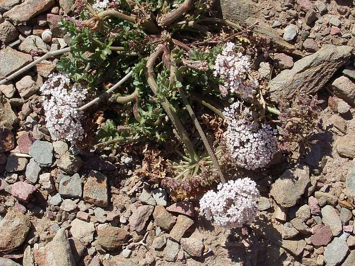 Lokation: Menorca Kategorien: Habitus, Datum: 27.06.2004