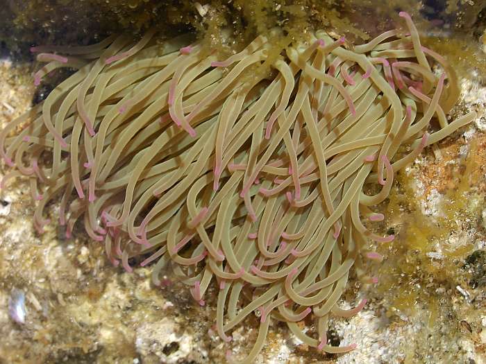 Lokation: Menorca Kategorien: Meer, Tiere, Datum: 27.06.2004