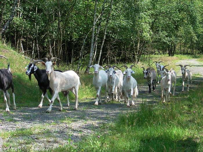 Lokation: Grube Weiß Kategorien: Landschaftsplanung, Datum: 24.07.2004