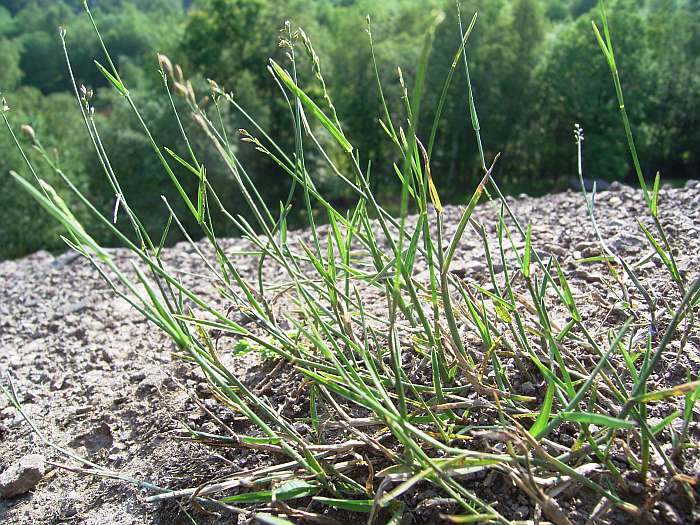 Lokation: Grube Weiß Kategorien: Habitus, Datum: 24.07.2004