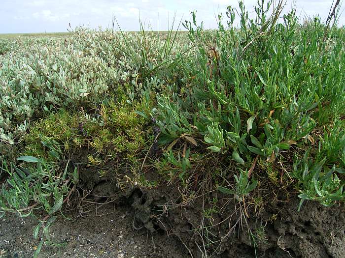 Lokation: Normandie Kategorien: Vegetation, Datum: 13.08.2004