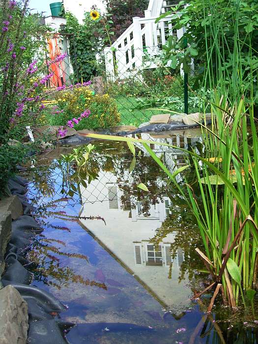 Kategorien: Teich, Datum: 16.08.2004
