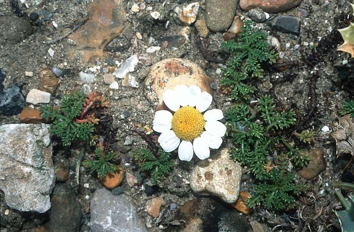 Lokation: Normandie, Slackmündung Kategorien: Einzelpflanzen, Datum: 20.08.2002