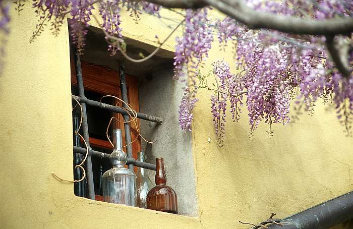 Lokation: Italien, Incisa Kategorien: Stilleben, Datum: 31.03.2002