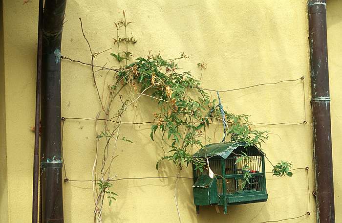 Lokation: Italien, Incisa Kategorien: Stilleben, Datum: 31.03.2002