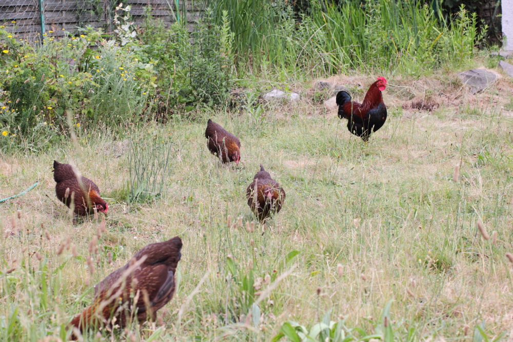 Hühnerherde zu Beginn