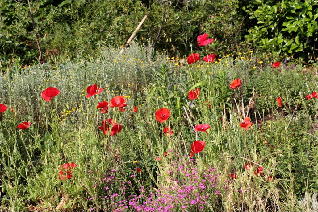 Klatschmohn und Heidenelke